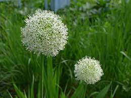 Most relevant best selling latest uploads. Royalty Free Allium Photos Free Download Pxfuel