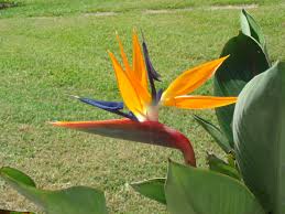 White Bird Of Paradise Propagation Pin On Gardening