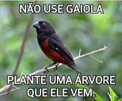 Resultado de imagem para fera da alma frase