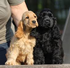 If We Ever Get A Dog This The Type We Ll Get It S Basically What I D Look Like If I Were A Dog Breed Dogs Puppies English Cocker Spaniel