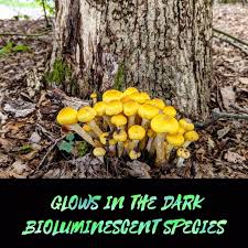 Image result for Melhania virescens