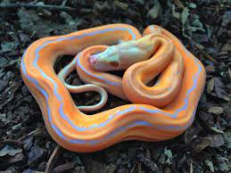 Purple Platty Motley Glowing Stunner Reticulated Python Baby Reptile Pet Snake
