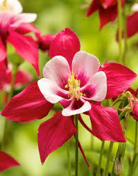 Perennial flowers return year after year, forming the backbone of your flower garden. Hardy Perennials My Top 20 Favorites Print Shopping List Updated
