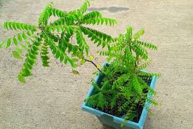 Catch hold of a long branch of a curry leaf tree. How To Grow Curry Leaf Plant From Cuttings In India India Gardening