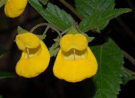 Image result for Calceolariaceae