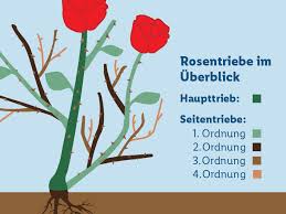 Diese anleitung erklärt den idealen zeitpunkt für wann und wie sie am besten ihre rosen schneiden. Rosen Schneiden Leicht Gemacht Lidl De