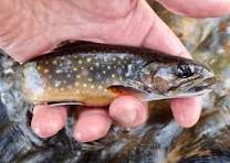 small streams wild brook trout | currentseams.com
