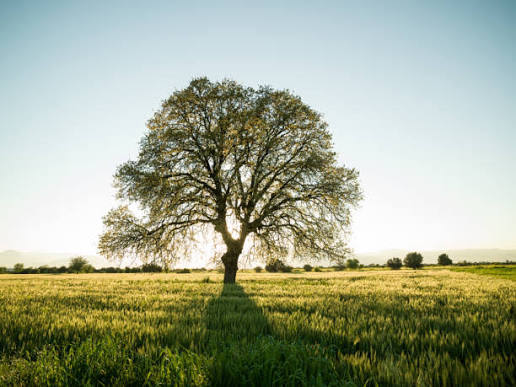 660+ Oak Tree Tree Sunset Solitude Stock Photos and Royalty-Free Pictures - iStock