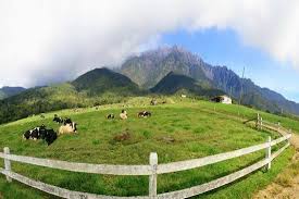 The weather along malaysia's west coast continues to take a turn for the worst with high winds and rain blowing in. Go Here For The Cold Weather The Mountain The Coffee Milk And Yoghurt Review Of Desa Dairy Farm Kundasang Malaysia Tripadvisor