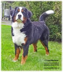 Contact the bernese mtn dog club of america and any local club in your area. Services
