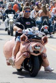 Man On His Hog Weird Cars Cute Pigs Biker Art
