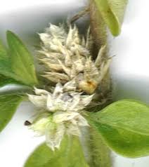 Image result for Alternanthera caracasana