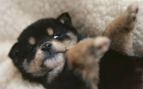 Black And Tan Shiba Inu Chihuahua Mix Hd Wallpapers High Definition 100 Quality Hd Desktop Wallpapers Cute Baby Dogs Cute Dogs Cute Baby Animals