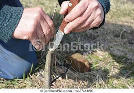 Budding and grafting fruit trees. Gardener Grafting And Budding Fruit Tree Canstock