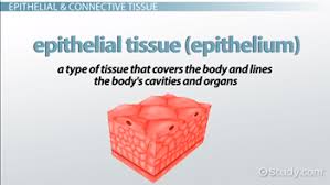 The word tissue means a group of cell similar in origin, structure and function. Animal Tissues Types Structure Function Video Lesson Transcript Study Com