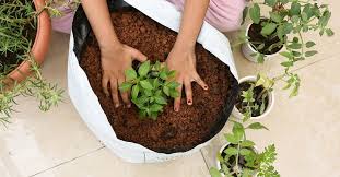 Looking for the meaning of garden in hindi? You Can Easily Grow These 10 Vegetable At Home Here S How