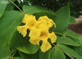 Image result for Markhamia lutea