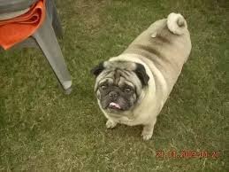 That's because feeding the wrong food can greatly increase your. What Food Can I Feed My 1 Month Old Pug Quora