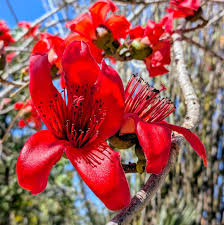 Image result for Bombax