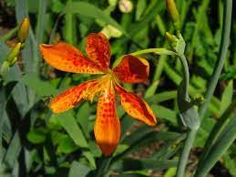 We did not find results for: Caring Of Belamcanda Blackberry Lilies How To Grow A Blackberry Lily Plant Lily Plants Lily Care Growing Blackberries