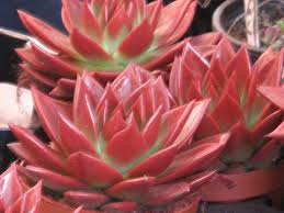 May be applied as a foliar spray; Romeo Wax Agave 20 Seeds Rareplant