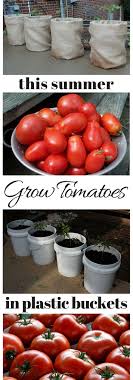 More information is available at gardeningdirections.com. Outdoor Decorating Gardening Grow Tomatoes In 5 Gallon Buckets Decor Object Your Daily Dose Of Best Home Decorating Ideas Interior Design Inspiration