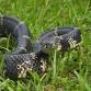 Ranger Joe's Radical Reptiles