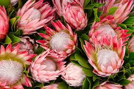 Image result for Protea enervis