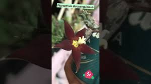 Image result for Piaranthus atrosanguineus