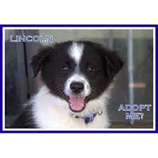 We did not find results for: Border Collie Puppies For Adoption The Y Guide