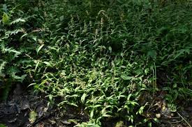 Image result for Oplismenus undulatifolius