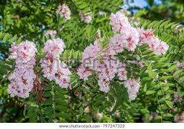 Image result for Lotononis laxa