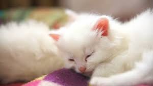 Explore 66 listings for cute little kittens for sale at best prices. Little White Cute Cute Kitten Stock Footage Video 100 Royalty Free 1019549080 Shutterstock