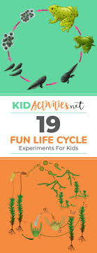 My kids love science investigations so i am making a point of doing more of them. 19 Fun Life Cycle Experiments For Kids Plant And Animal Life Cycles Kid Activities
