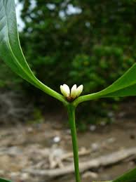 Image result for Polysphaeria