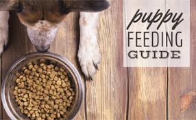 How often should you feed a puppy? How Much Food Should I Feed My Puppy Caninejournal Com