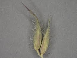 Image result for Pseudechinolaena