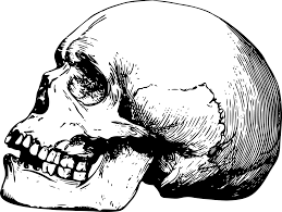 Skulls Png Image Skull Clip Art Humanoid Sketch