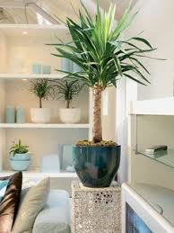 Keine Blumenerde Dank Hydroponik Yucca Pflanze Zimmerpflanzen Ideen Zimmerpflanzen