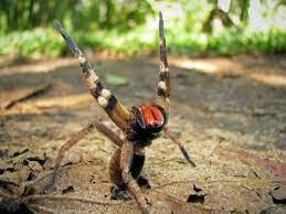 Es gilt als die giftigste spinne der welt und als eines der gefährlichsten tiere australiens. Phoneutria Greek For Murderess Commonly Known As Brazilian Wandering Spiders Or Banana Spiders Not To Be Confused With Spinne Spinnenbisse Vogelspinnen