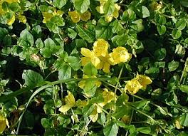 Image result for Lysimachia tenuicaulis