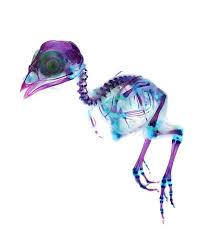 Iori Tomita Animal Skeletons Art Colorful Art