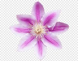 Maybe you would like to learn more about one of these? Vine Garden Clematis Markham S Pink Clematis Montana Clematis Jackmanii Purple Violet Png Pngegg