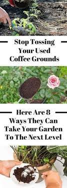 There Are So Many Coffee Grounds Uses In The Garden Stop Tossing Your Old Coffee Grounds And Re Uses For Coffee Grounds Gardening For Beginners Coffee Grounds