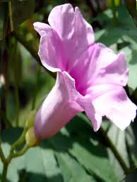 Image result for Ipomoea mauritiana