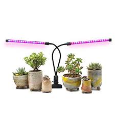 Top 5 Best Grow Lights For Succulents Reviewed 2020