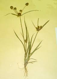 Image result for Cyperus squarrosus