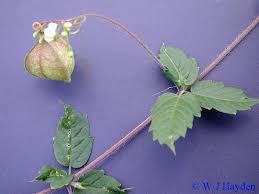 Image result for Cardiospermum corindum