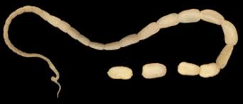 Humans can also become infected if there is the eggs hatch into larvae and make their way into the gut or outside, and infect other parts of the body. Tapeworm Mar Vista Animal Medical Center