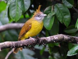 Dari segi fisik dan ukuran, cucak jenggot hampir mirip dengan jenis burung trucukan. Berbagai Jenis Burung Cucak Yang Hampir Mirip Dengan Cucak Jenggot Terlengkap Dengan Gambarnya Kicau Mania